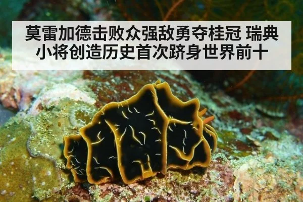 莫雷加德击败众强敌勇夺桂冠 瑞典小将创造历史首次跻身世界前十
